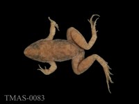 藏品(澤蛙)的圖片